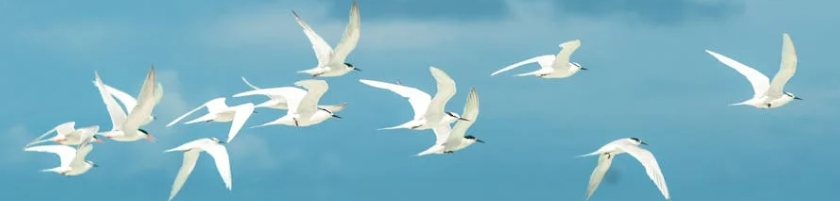 Blue sky with seagulls