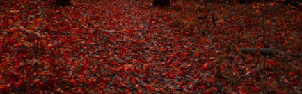 Red leaves